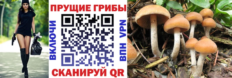 omg как зайти  Сибай  Галлюциногенные грибы мицелий  магазин продажи  